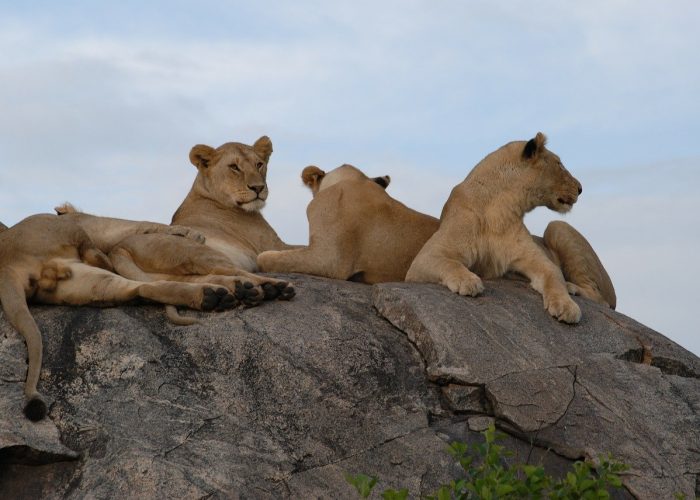 Parc Nationale du Serengeti Tanzanie
